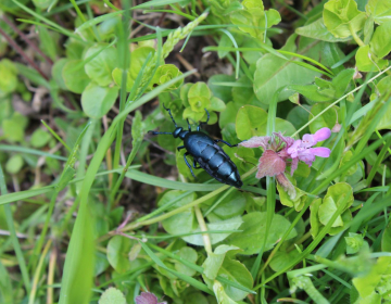 Nünüke (Meloe proscarabaeus)